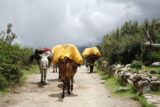 Ciudad de Cusco Peru, Cusco, ruins. hiking, mountaineering, Plaza de Armas, horse