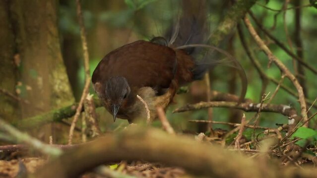 Prince Alberts Lyrebird - Menura alberti timid pheasant-sized songbird endemic to subtropical rainforests of Australia, ground bird  with long tail grubs in the forest.