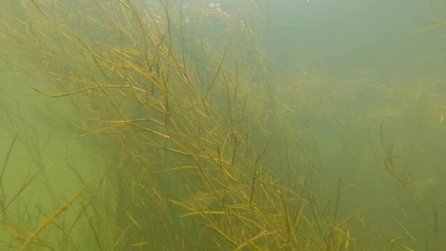 various algae are swaying underwater in the river and fish are swimming among them - common roach