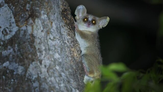 Grey Mouse Lemur - Microcebus murinus also Gray or Lesser mouse lemur, night lemur on the tree, dark black Kirindy Forest, endemic animal in Madagascar, small mammal with big eyes on the tree trunk.