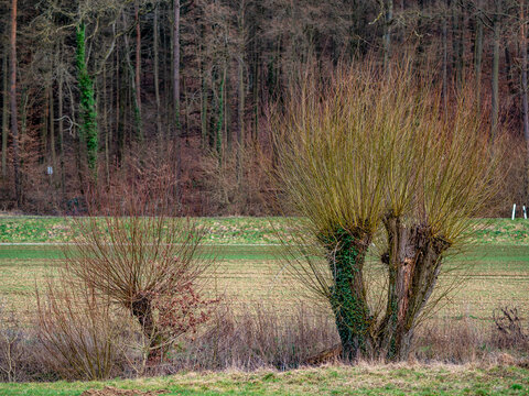 Frische Triebe an einer Kopfweide