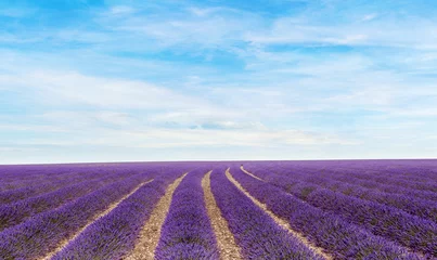 Lavender field Summer sunset landscape