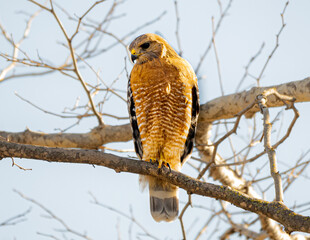 Red shoulder Hawk on Branch