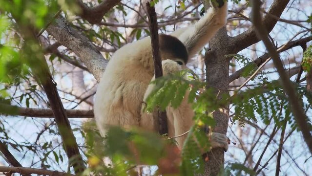 Verreauxs Sifaka - Propithecus verreauxi or White sifaka, primate in the Indriidae, lives from rainforest to dry deciduous forests of western Madagascar, white with brown on sides, top of head, arms.