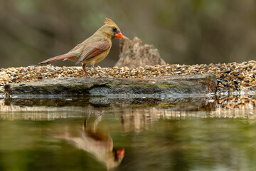 Female Nothern Cardinal with reflection in pond