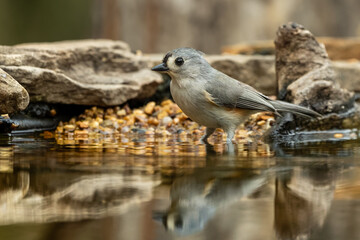 Tufted Titmouse near the water's edge