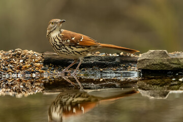 Brown Thrasher near reflecting pond