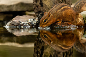 Close-up of Chipmunk drinking water