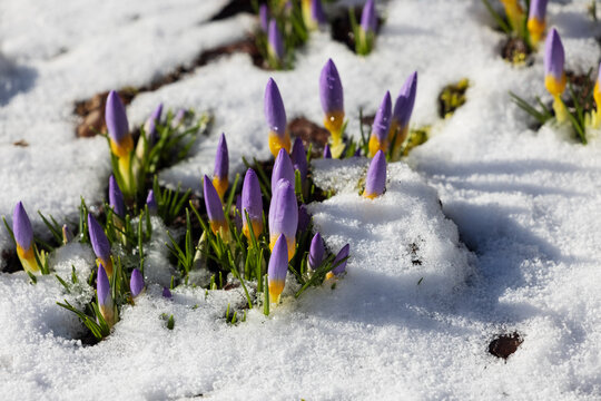 Crocuses flowering in the early spring garden. or meadow.