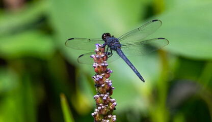Fototapeta premium close up of a dragonfly