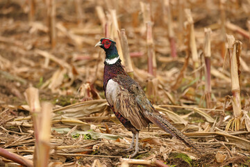 Obraz premium Pheasant in a Corn Field