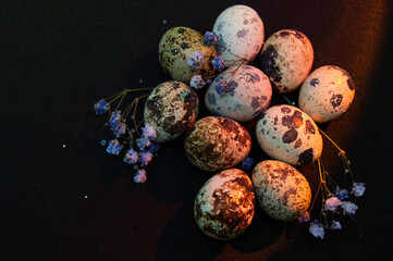 Quail eggs and flowers on a black background. Easter card with a place for the text.