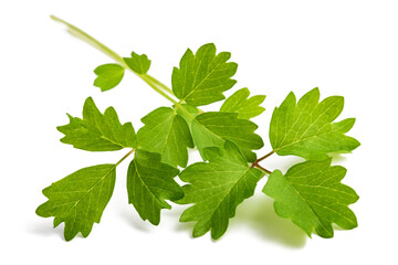 Salad Burnet