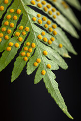 Leaf of a young fern with yellow spore balls on its underside. Selective focus. Blurred parts. © Mer