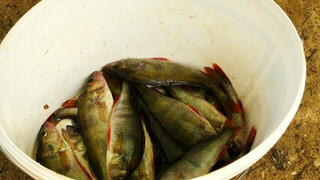 perch fishing, the bucket is filled with caught fish time lapse, successful fishing