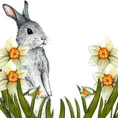 Watercolor border easter with daffodil and rabbit. Spring hand drawn illustration isolated on white background