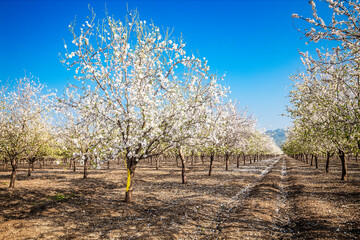 Beautiful almond garden, rows of blooming almond trees orchard in a kibbutz in Northern Israel, Galilee in february, Tu Bishvat Jewish holiday