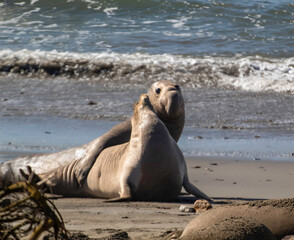 Fototapeta premium The Elephant Seals return to Año Nuevo State Beach.