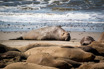 Fototapeta premium The Elephant Seals return to Año Nuevo State Beach.