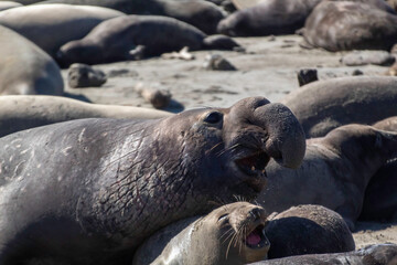 The Elephant Seals return to Año Nuevo State Beach.