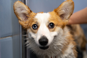 Corgi dog in the bathroom washes. portrait.