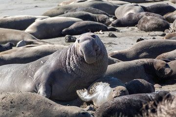 Naklejka premium The Elephant Seals return to Año Nuevo State Beach.