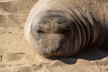 Fototapeta premium The Elephant Seals return to Año Nuevo State Beach.