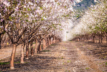 Beautiful almond garden, rows of blooming almond trees orchard in a kibbutz in Northern Israel,...