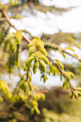 green twig of fir tree, closeup