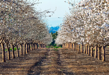 Beautiful almond garden, rows of blooming almond trees orchard in a kibbutz in Northern Israel,...