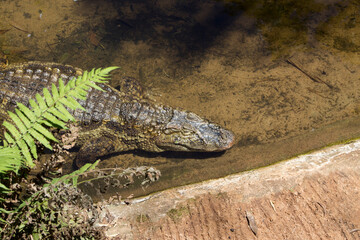 Yacare caiman - Reptil - Brazilian Pantanal Alligator.