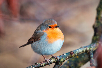 Bird on a Tree