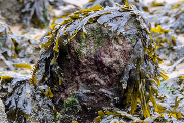 Abstract seaweed strewn riverside rock © Ronnie