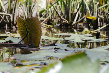 water lily in the pond