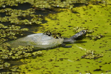 The Amazonian turtle (Podocnemis expansa) is a freshwater chelonian of the Podocnemididae family that lives in the Amazon River and its tributaries.