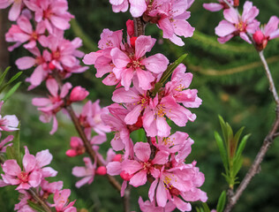 Blooming Pink Branch of decorative Almonds close up, selective focus. Prunus tenella dwarf Almond pink petals flowers in bloom on branches, beautiful ornamental plant shrub in bloom