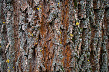 Obraz premium tree bark with cracks and moss in winter