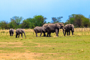Obraz premium Herd of african elephants in savanna in Serengeti National park in Tanzania