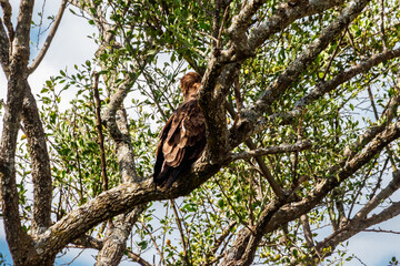 Tawny eagle (Aquila rapax) on a tree in Serengeti national park, Tanzania
