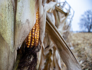 corn cob on the plant in winter field