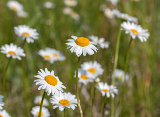 Green meadow with flowering daisies camomiles.