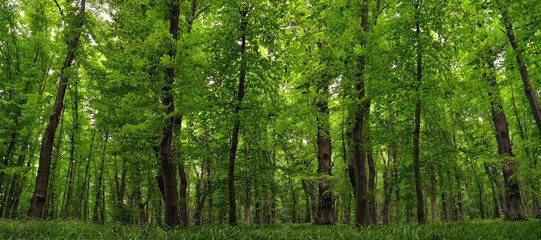 Panorama of young green forest. Slender trees, lush woodland vegetation