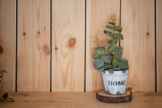 On wooden shelf stands Eucalyptus in a hand made pot with white scuffs. Rustic, Scandinavian style in the interior of the apartment. Botanical design. Copy space. Eco, natural home decoration. Mock up