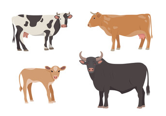 Set of male and female farm animals. Cow, bull and calf icons. Dairy cattle in different poses isolated on white background. Vector flat or cartoon illustration. - obrazy, fototapety, plakaty