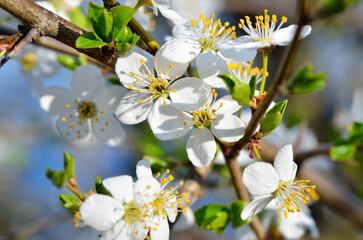 White flowers on the branches of trees in the spring