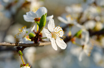 White flowers on the branches of trees in the spring