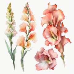 About Watercolor Gladiolus Flower Floral Clipart, Isolated on White Background.