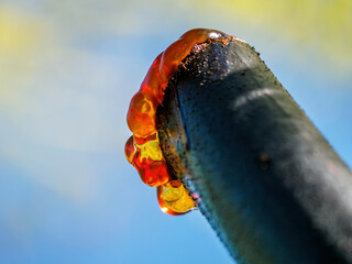 Tree fern sap
