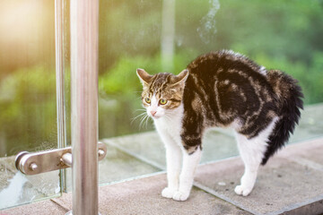 cat with ruffled fur and standing in a protective stance with a hump, afraid of a dog in a car