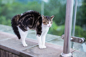 cat with ruffled fur and standing in a protective stance with a hump, afraid of a dog in a car